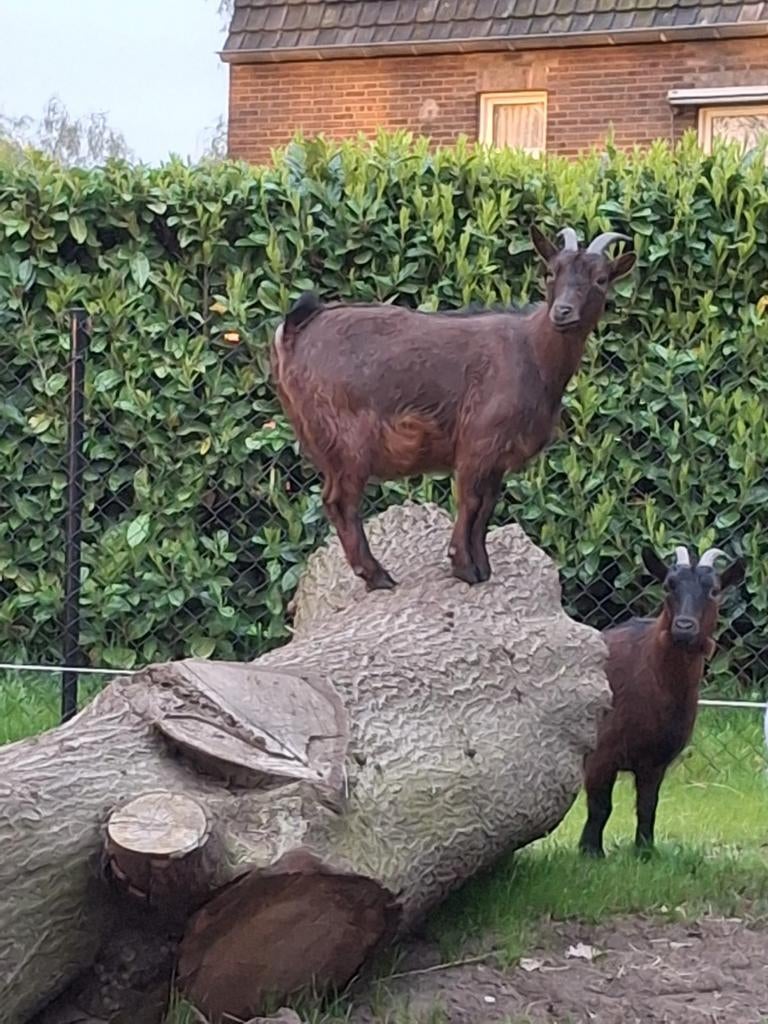 dwerggeiten, Vrouwelijk, Geit