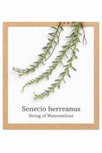 26. Senecio herreanus €0.75, Huis en Inrichting, Kamerplanten, Ophalen of Verzenden, Halfschaduw, Minder dan 100 cm