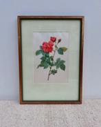 Vintage schilderijtje Redouté roos Cania Burboniana, Minder dan 50 cm, Ophalen of Verzenden, X, Minder dan 50 cm