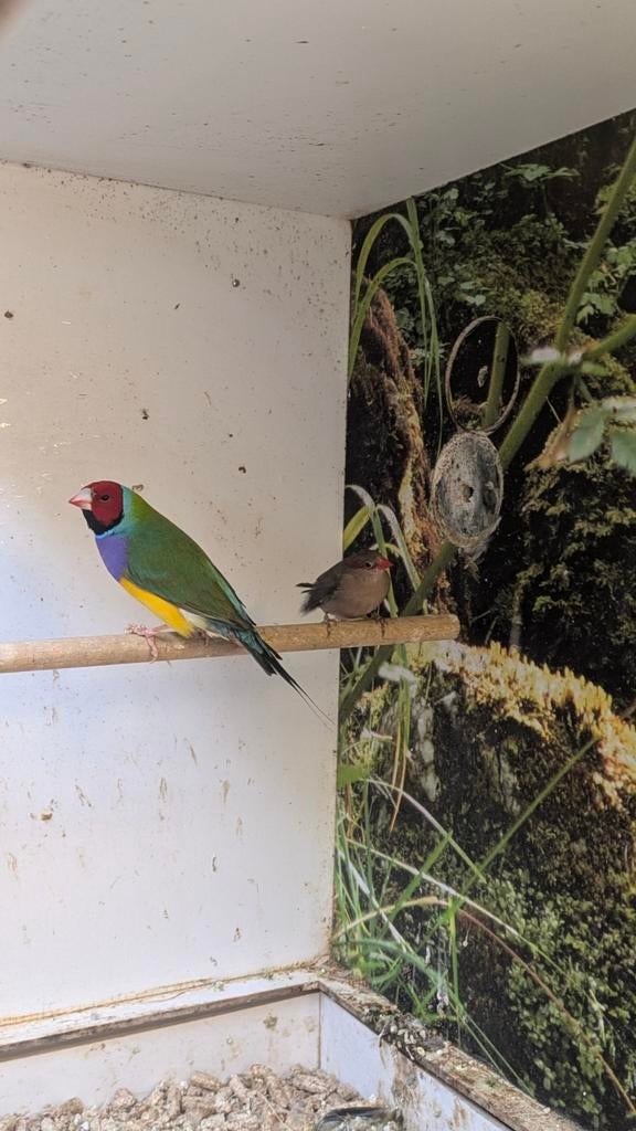 Te koop 2 gould Amandine rd kop prs borst gr, Mannelijk