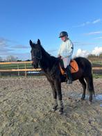 Lieve, 11 jarige, zwartbruine ,betuigd en bereden, Dieren en Toebehoren, Ruin, 160 tot 165 cm, 11 jaar of ouder, Recreatiepaard