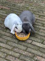 Jonge hangoor konijntjes, Dieren en Toebehoren, Konijnen, Meerdere dieren, Hangoor