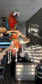 Ara Harlekijn, Dieren en Toebehoren, Vogels | Parkieten en Papegaaien, Mannelijk, Papegaai