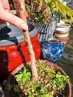 Kastanjeboom 65 cm, Tuin en Terras, Planten | Bomen, Ophalen, Bloeit niet, Halfschaduw, Overige soorten