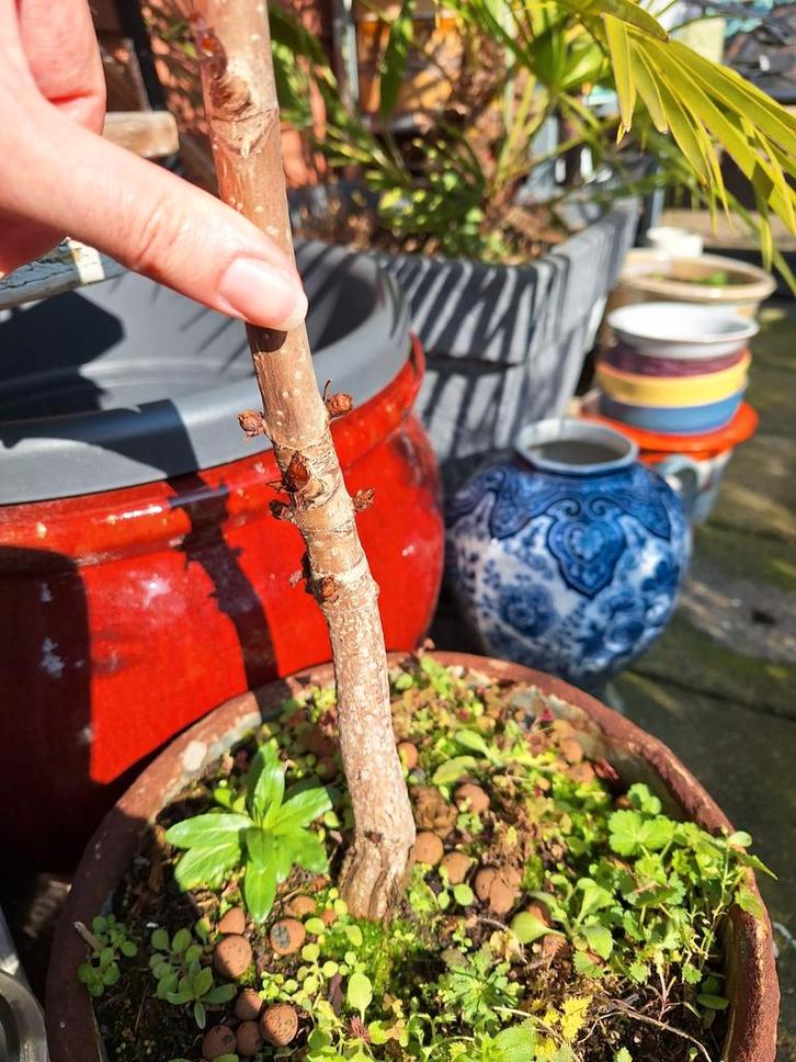 Kastanjeboom 65 cm, Tuin en Terras, Planten | Bomen, Overige soorten, Minder dan 100 cm, Halfschaduw, Bloeit niet, Ophalen