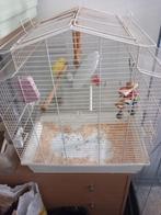 kanarie  plus kooi, Dieren en Toebehoren, Vogels | Kanaries, Mannelijk, Zangkanarie