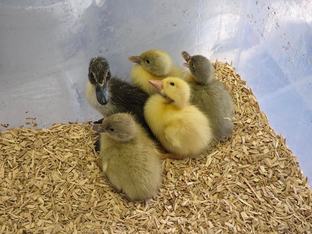 Indische loopeenden kuikens, Geslacht onbekend, Eend