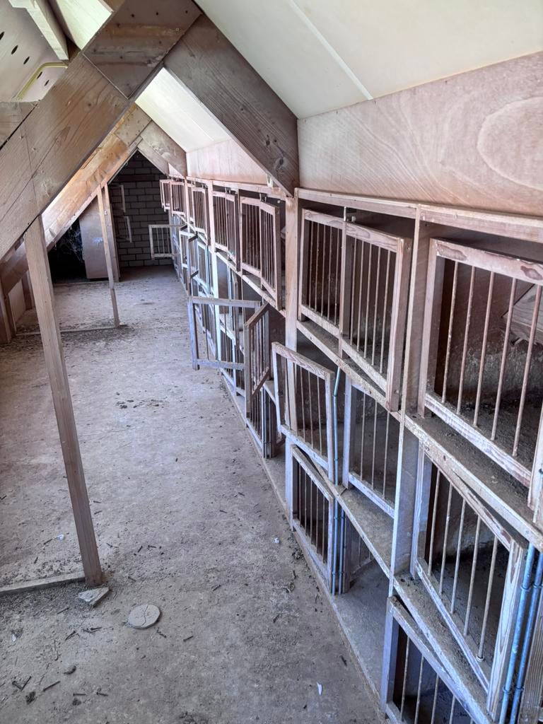 Duiven hokken, gratis ophalen, Meerdere dieren, Postduif