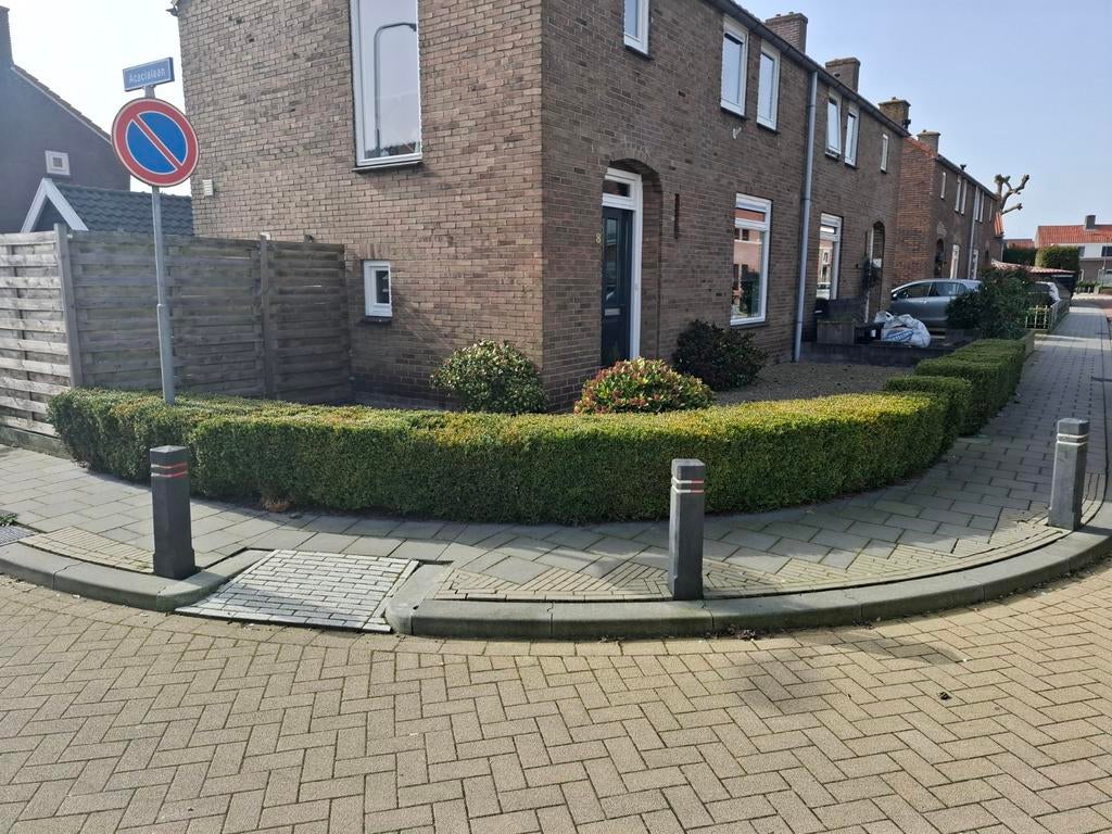 Buxushaag - 14 meter, 50 cm hoog, Tuin en Terras, Planten | Struiken en Hagen, Ophalen, Buxus, Haag, Minder dan 100 cm