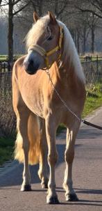 Mooie edelbloed Haflinger merrie, Met stamboom, B, 3 tot 6 jaar, Recreatiepony
