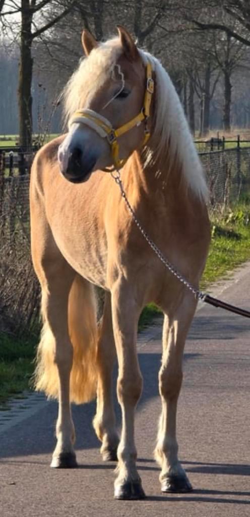 Mooie edelbloed Haflinger merrie, Dieren en Toebehoren, Pony's, Merrie, B, E pony (1.48m - 1.57m), Recreatiepony, 3 tot 6 jaar