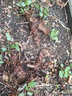 Persicaria amplexicaulis  gratis af te halen, Ophalen, Overige soorten, Minder dan 100 cm