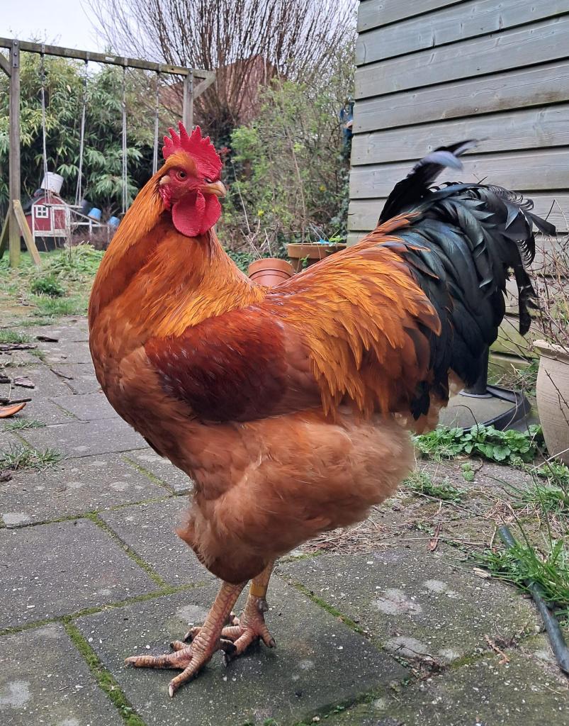 Mooie New Hamshire haan en hen, Dieren en Toebehoren, Pluimvee, Meerdere dieren, Kip