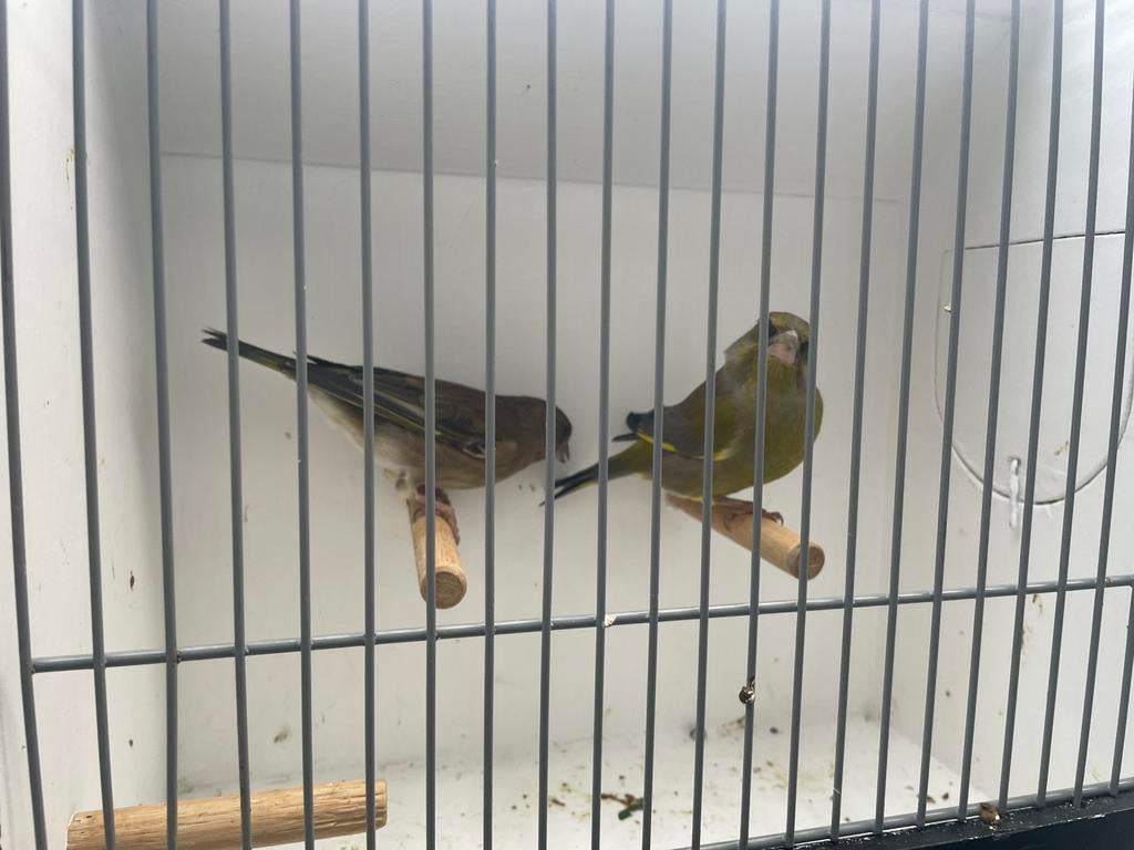 Prachtig koppel groenlingen te ruil, Dieren en Toebehoren, Meerdere dieren