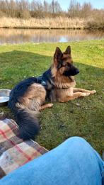 Ter Dekking Oude Duitse Herder, Reu, 1 tot 2 jaar, Eén hond, Nederland