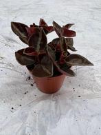 Peperomia Metallica, Ophalen of Verzenden, Halfschaduw, Minder dan 100 cm