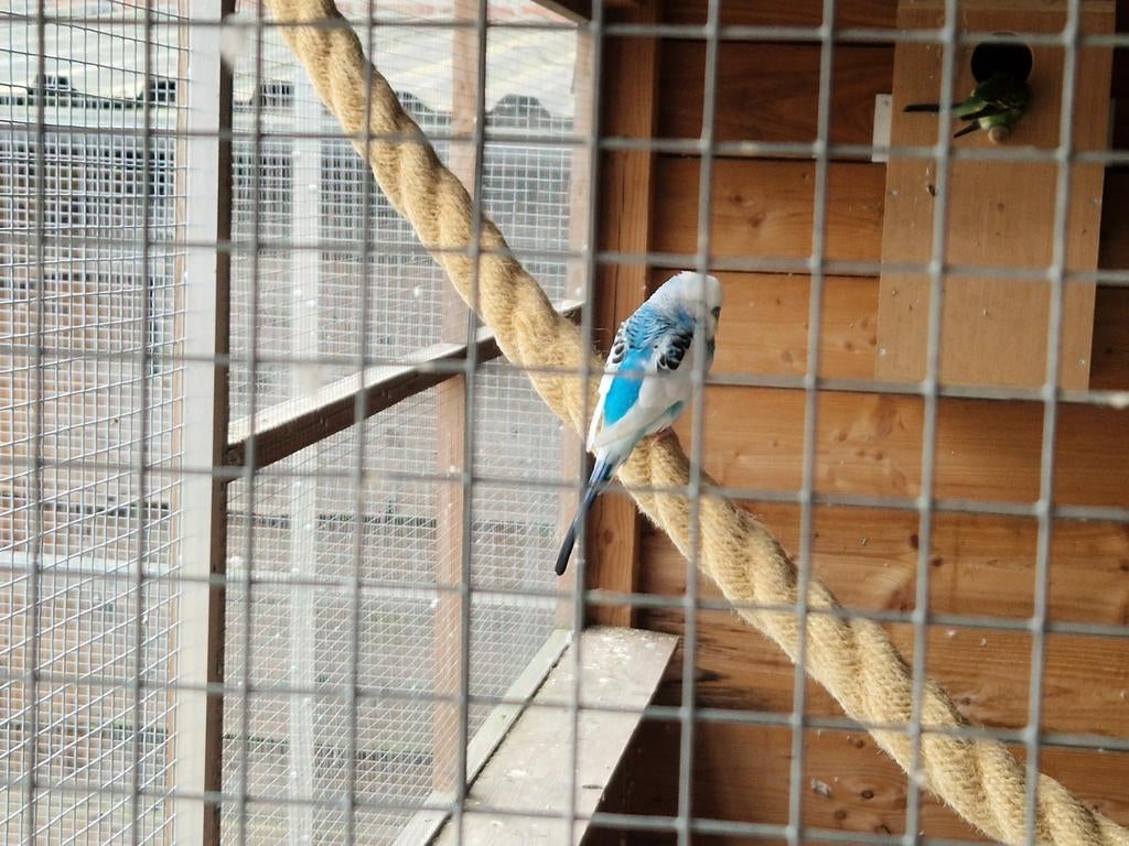 Diverse jonge parkieten 1 jaar oud ., Dieren en Toebehoren, Vogels | Parkieten en Papegaaien, Meerdere dieren, Parkiet