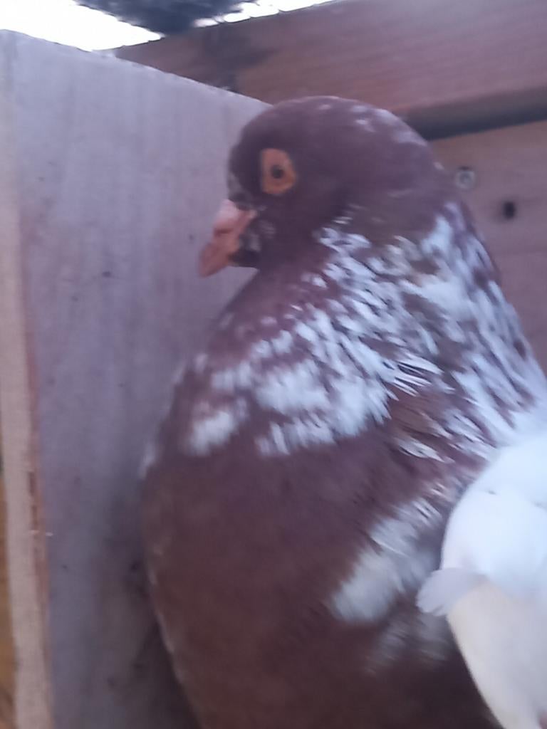 Kropper Hollandse lokduif Haags krop, Mannelijk, Kropper