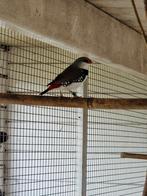 Diamantvink man 2025, Mannelijk