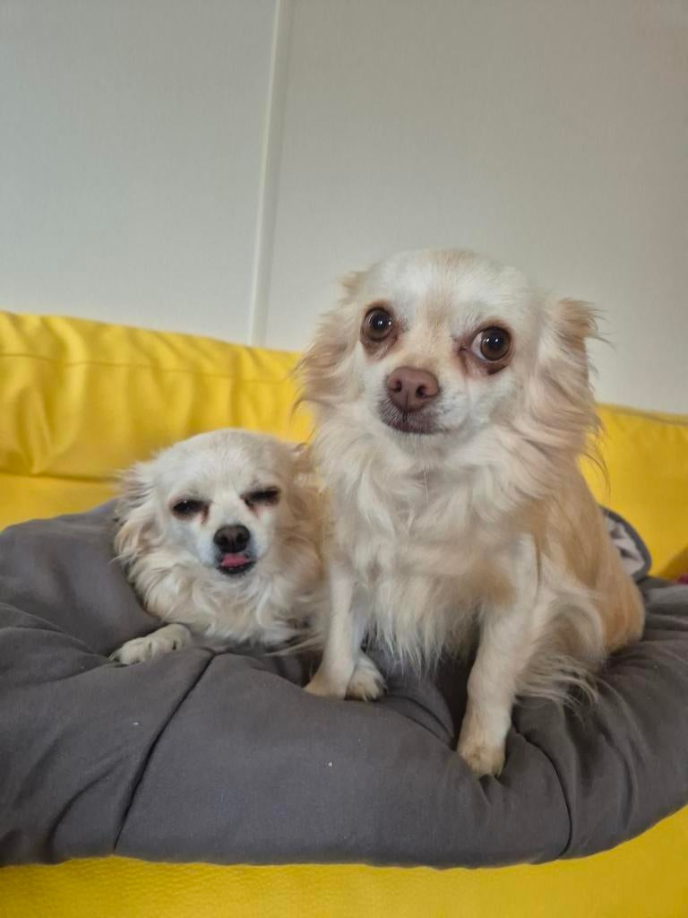 Chihuahua's zoeken een nieuw huisje, Reu, Meerdere, Chihuahua, 3 tot 5 jaar