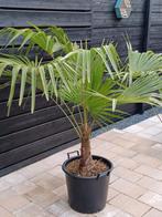 Prachtige - Trachycarpus Fortunei - Palmboom, Tuin en Terras, Planten | Tuinplanten, Volle zon, Vaste plant, Bloeit niet, Ophalen