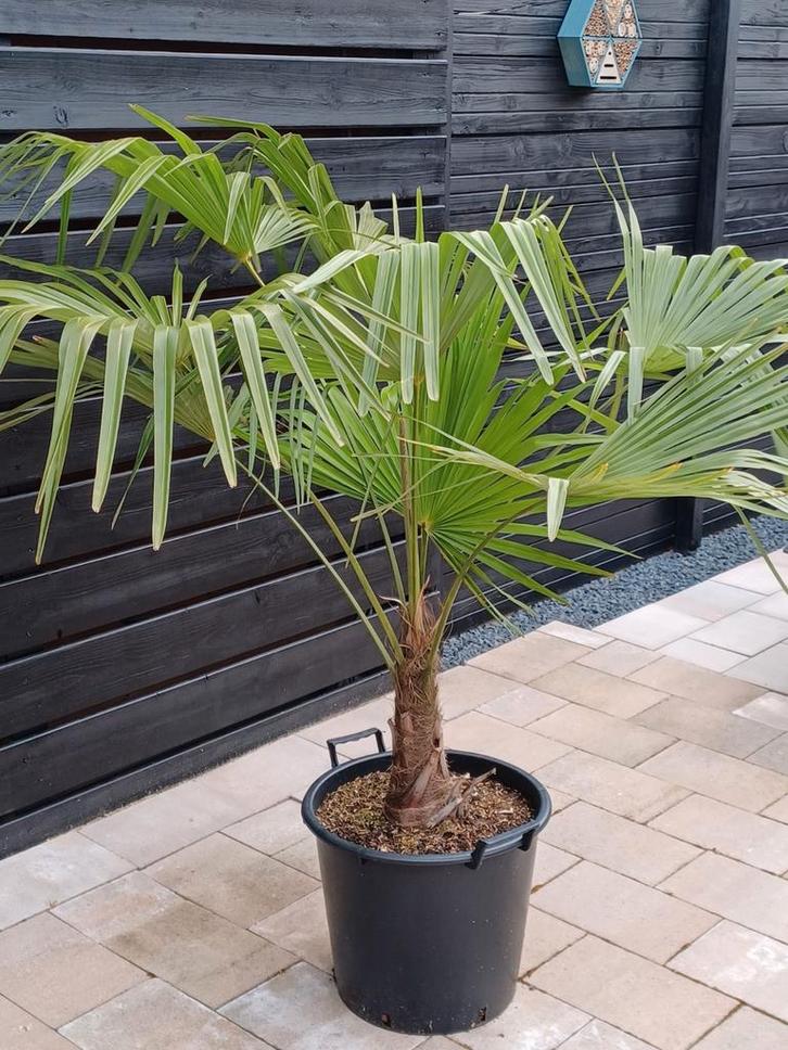 Prachtige - Trachycarpus Fortunei - Palmboom, Tuin en Terras, Planten | Tuinplanten, Vaste plant, Overige soorten, Volle zon, Bloeit niet