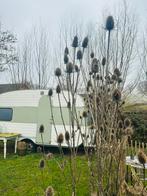 Gedroogde kaardebollen, Ophalen