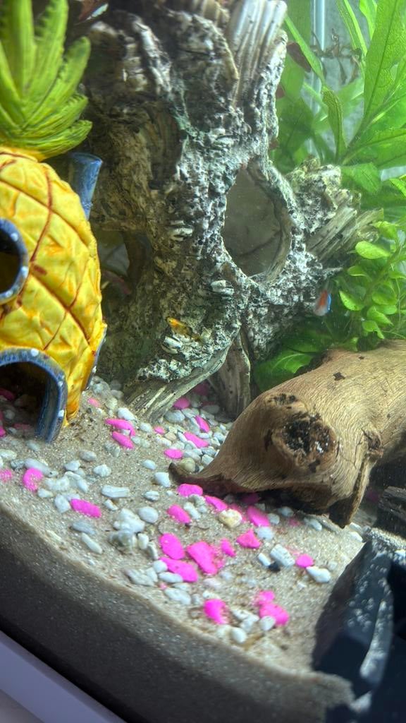 Baby mollys, Dieren en Toebehoren, Vissen | Aquariumvissen, Vis, Zoetwatervis, Schoolvis