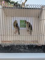 Muncheners kanaries, Dieren en Toebehoren, Vogels | Overige Vogels