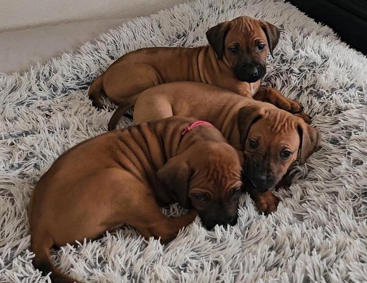Te koop: 3 prachtige Rhodesian Ridgeback  reutjes, Dieren en Toebehoren, Honden | Setters en Staande honden, Meerdere dieren, Overige rassen