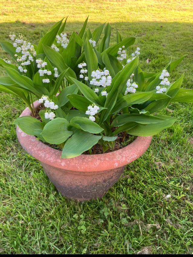 Lelies of the valley/ lelietjes van dalen., Ophalen, Lente, Vaste plant, Bodembedekkers