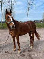 vriendelijke D pony, Dieren en Toebehoren, Pony's, L, 11 jaar of ouder, Recreatiepony, D pony (1.37m tot 1.48m)