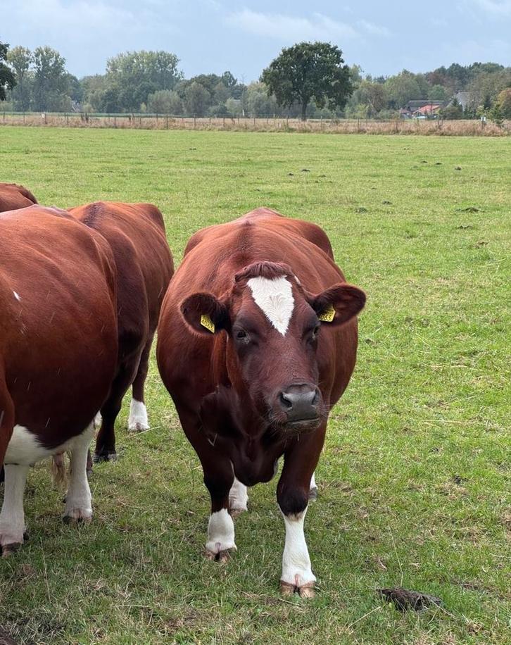 Brandrode vaars en koe, Dieren en Toebehoren, Runderen, Meerdere dieren