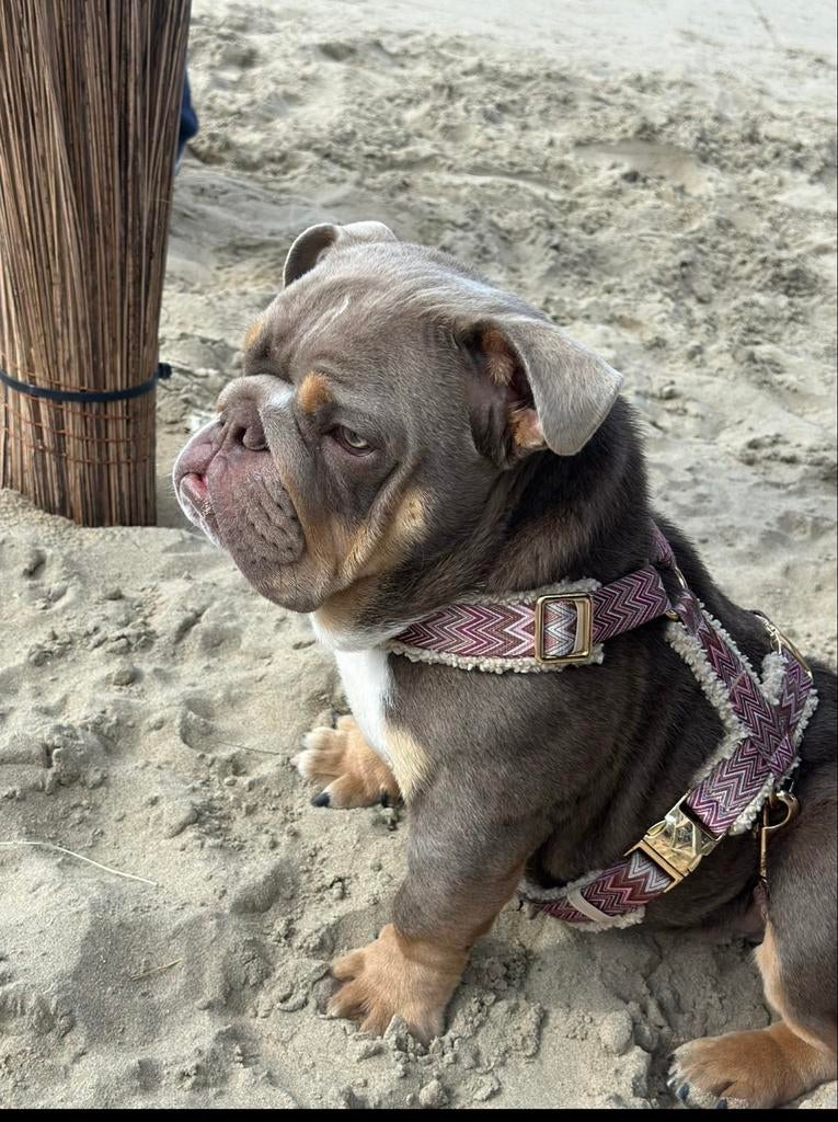 Lieve hondenoppas gezocht in de buurt van Weesp!, Particuliere oppas