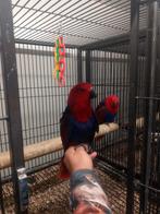 Edelpapegaaien poppen, Dieren en Toebehoren, Vogels | Parkieten en Papegaaien, Vrouwelijk, Parkiet, Tam