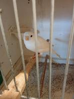 Te koop kanarie man, Dieren en Toebehoren, Vogels | Kanaries, Mannelijk, Kleurkanarie