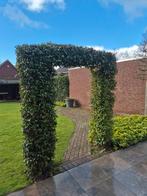 Laurierhaag (wintergroen) met metalen frame, Tuin en Terras, Ophalen, Bloeit niet, Halfschaduw, Overige soorten