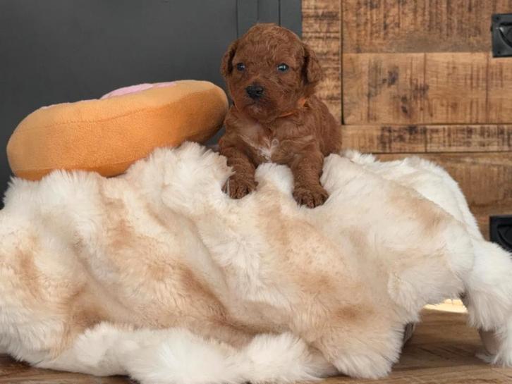 Mini toy poedel puppy's, Dieren en Toebehoren, Honden | Chihuahua's en Gezelschapshonden, Meerdere dieren, Poedel, Particulier