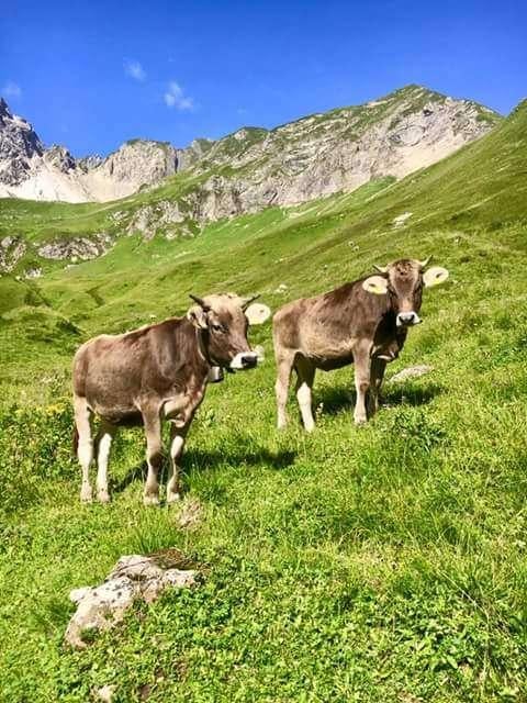 Gezocht Vee Voer Cormick International Fendt werktuig MF 35, Meerdere dieren, Schaap, 3 tot 5 jaar