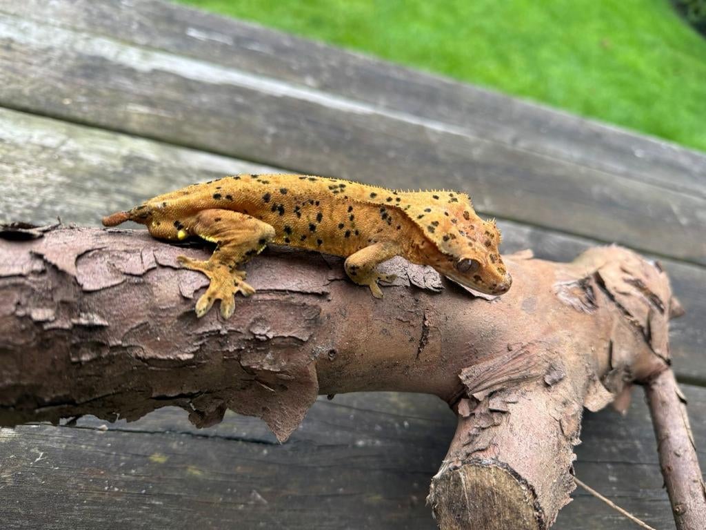 1.1 bewezen koppel super dalmatier wimpergekko's, Dieren en Toebehoren, 3 tot 6 jaar