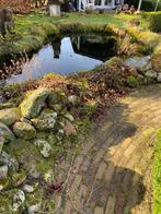 Goudvissen, Goudvis(sen)