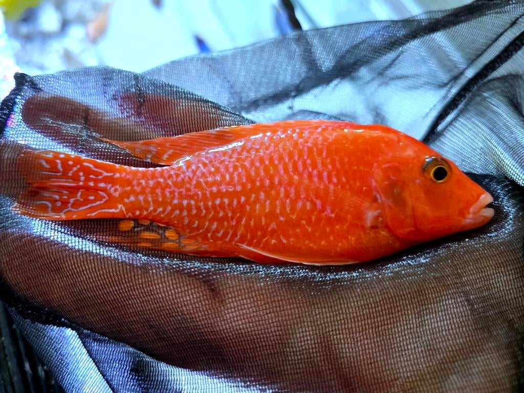 Aulonocara 5x Fire Fish (Seifert lijn), Vis