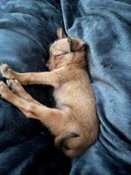 Yorkshire pup, Ophalen, Zo goed als nieuw