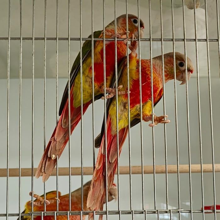 pyrrhura, Meerdere dieren, Parkiet, Tam