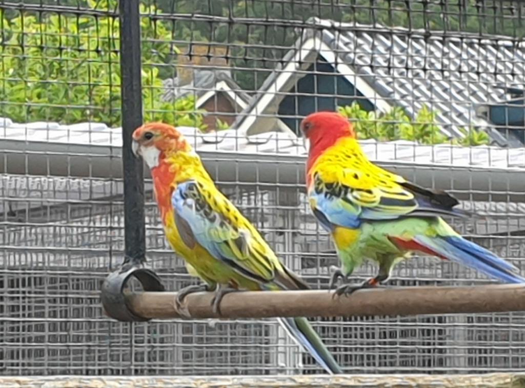 rosella, Dieren en Toebehoren, Vrouwelijk, Parkiet, Geringd
