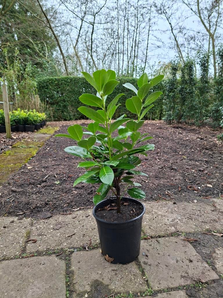 Prunus laur Rotundifolia, Ophalen, Overige soorten, Halfschaduw