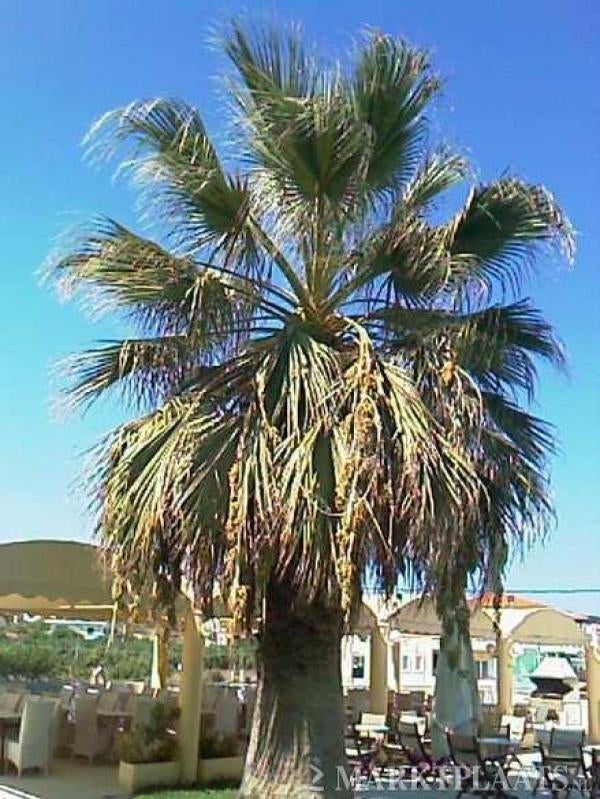 10x Washingtonia Filifera palmboom zaden (verzenden kan ook), Ophalen, Gehele jaar, Volle zon, Zaad