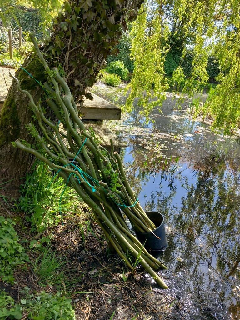 Kronkelwilg-stammen op water, Ophalen