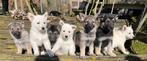 8 mooie kruising herder pups 3 reutjes 2 teefjes, Parvo, 8 tot 15 weken, Meerdere, Meerdere dieren