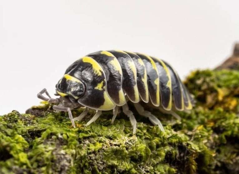 Armadillidium maculatum yellow, Dieren en Toebehoren, Overige soorten